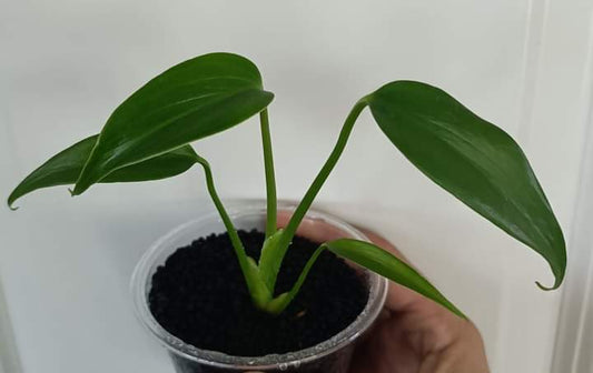 Burle Marx Flame - Reserved Chad Popour