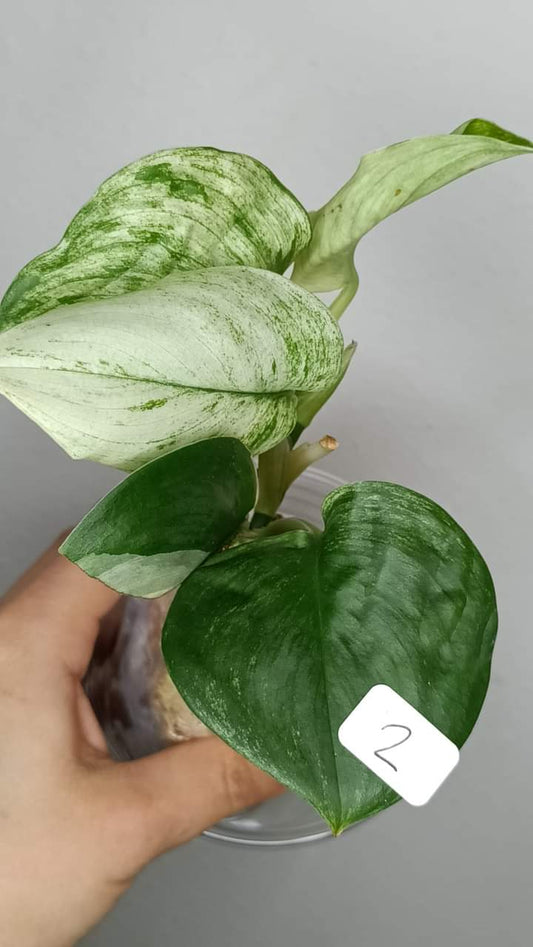 Scindapsus moonlight #2 - Reserved Samantha Obitz