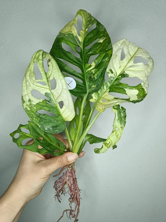 Monstera Andansonii #1 - Reserved Ashley Glasscock