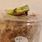 AN1 and AN3 Monstera Albo node reserve for Briana Wiley