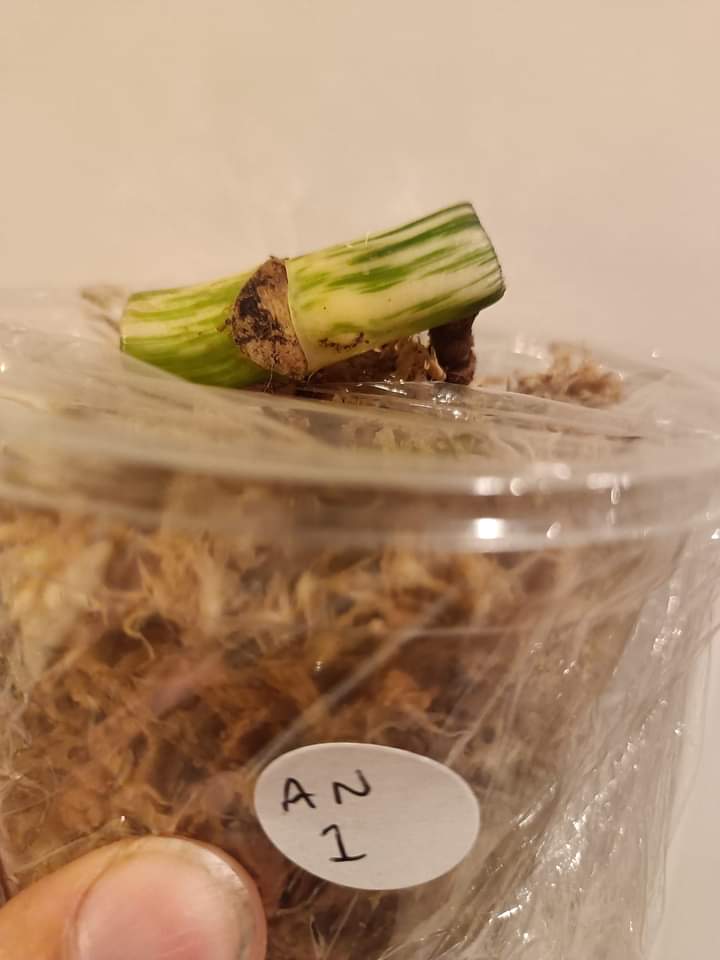 AN1 and AN3 Monstera Albo node reserve for Briana Wiley