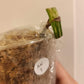 AN1 and AN3 Monstera Albo node reserve for Briana Wiley