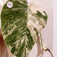 Monstera Albo Mid Cut M38 reserved for Kristin Sharpe Guillory