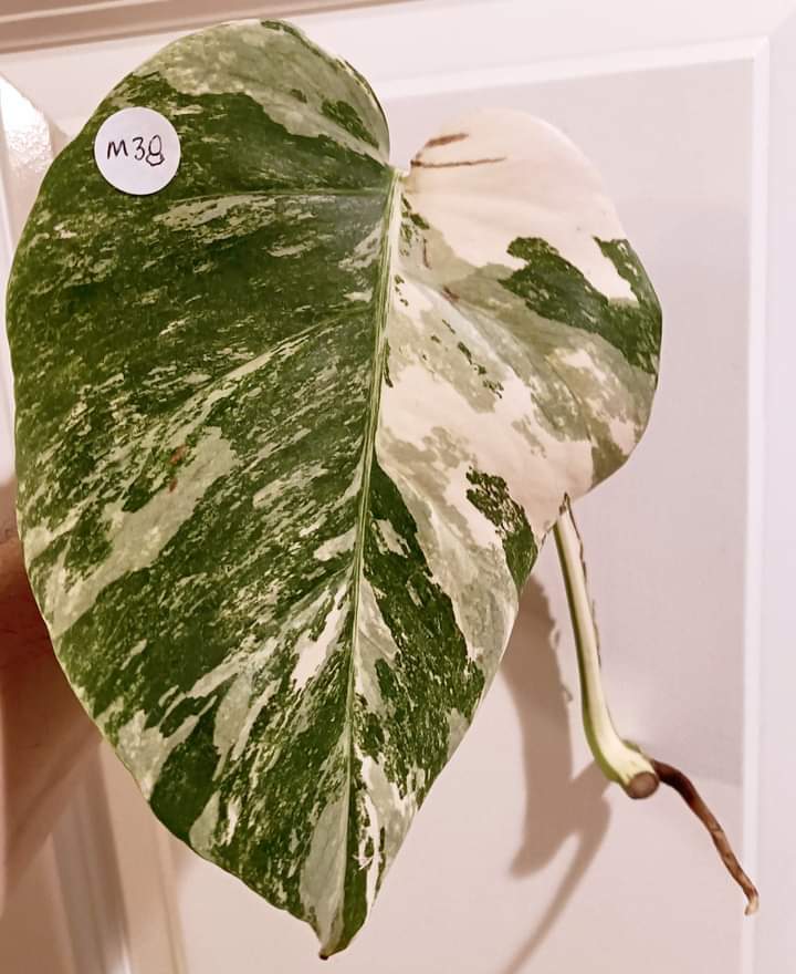 Monstera Albo Mid Cut M38 reserved for Kristin Sharpe Guillory