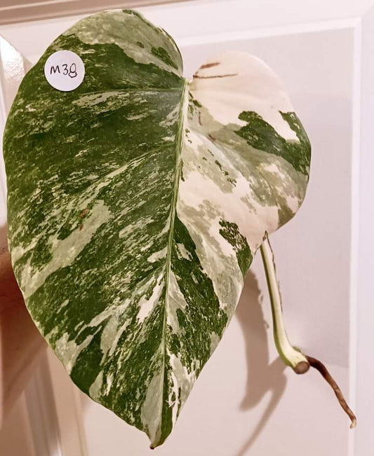 Monstera Albo Mid Cut M38 reserved for Kristin Sharpe Guillory