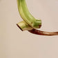 Monstera Albo Mid Cut M38 reserved for Kristin Sharpe Guillory