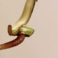Monstera Albo Mid Cut M38 reserved for Kristin Sharpe Guillory