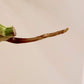 Monstera Albo Mid Cut M38 reserved for Kristin Sharpe Guillory