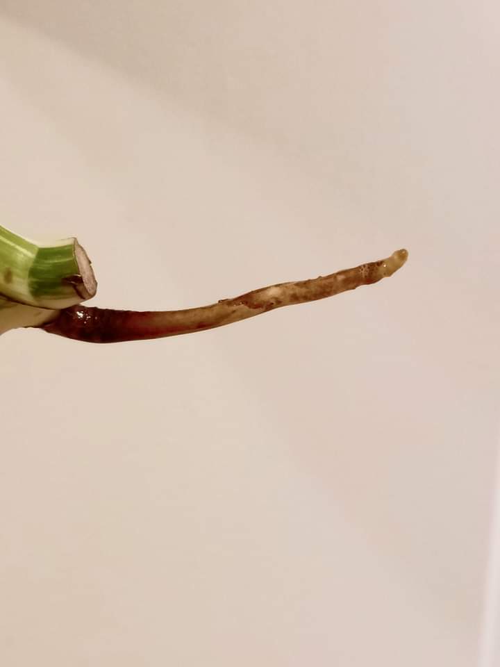 Monstera Albo Mid Cut M38 reserved for Kristin Sharpe Guillory