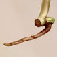 Monstera Albo Mid Cut M38 reserved for Kristin Sharpe Guillory