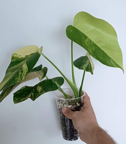 Monstera Aurea - Reserved Katy Meredith