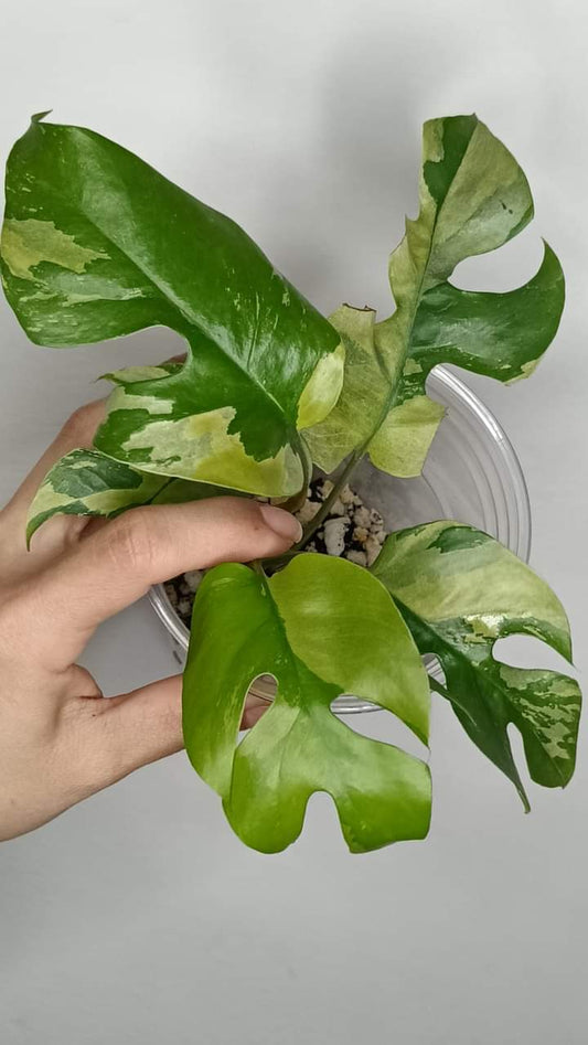 R. Tetrasperma Variegated reserved for Kristen Erickson