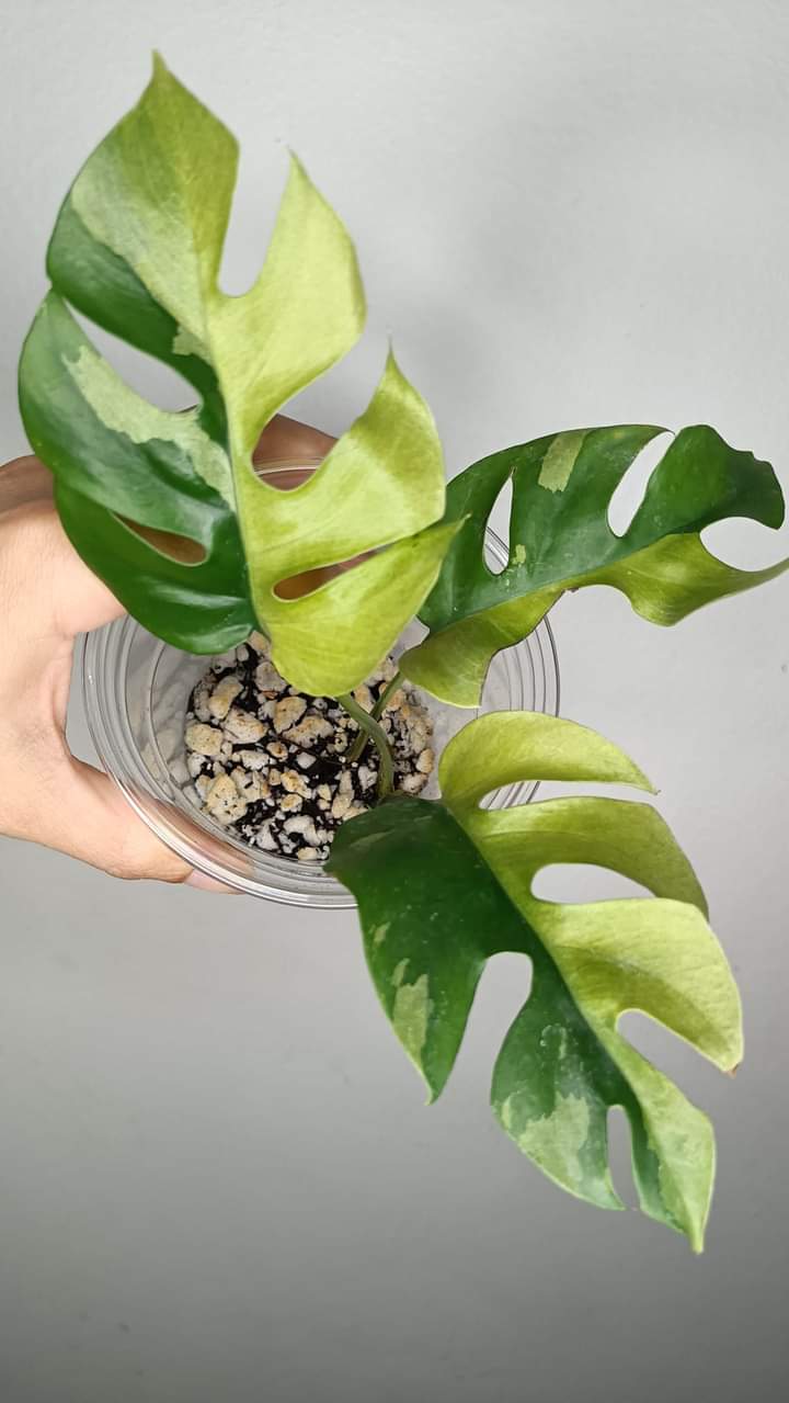 R. Tetrasperma #10 & white monster #7 reserved for Leslie Esquivel