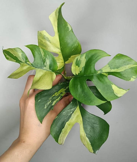 Tetrasperma #7 - Reserved Sheena Recar