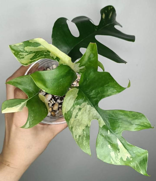 R. Tetrasperma #9 reserved for Kassy Michelle