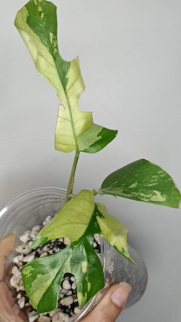 R. Tetrasperma #5 & #8 reserved for Michaela Persieck