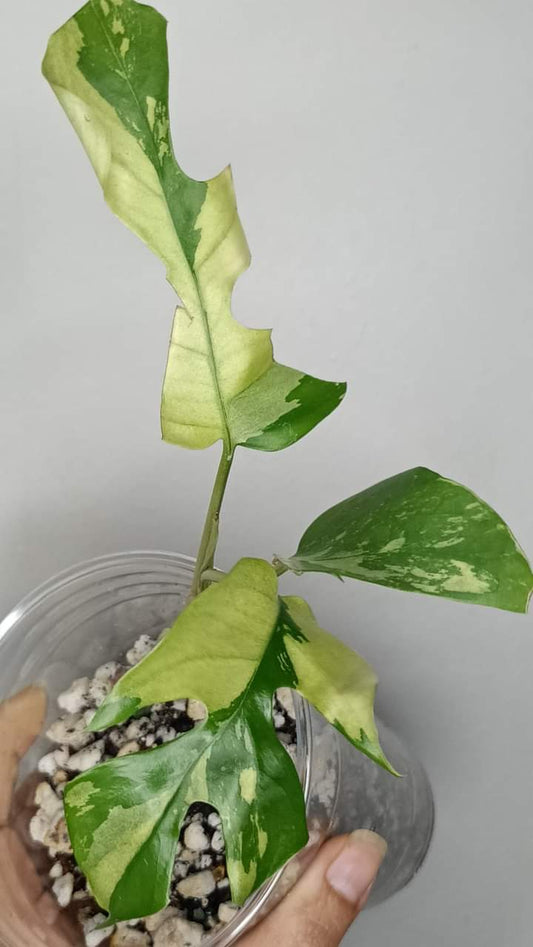 R. Tetrasperma #5 & #8 reserved for Michaela Persieck