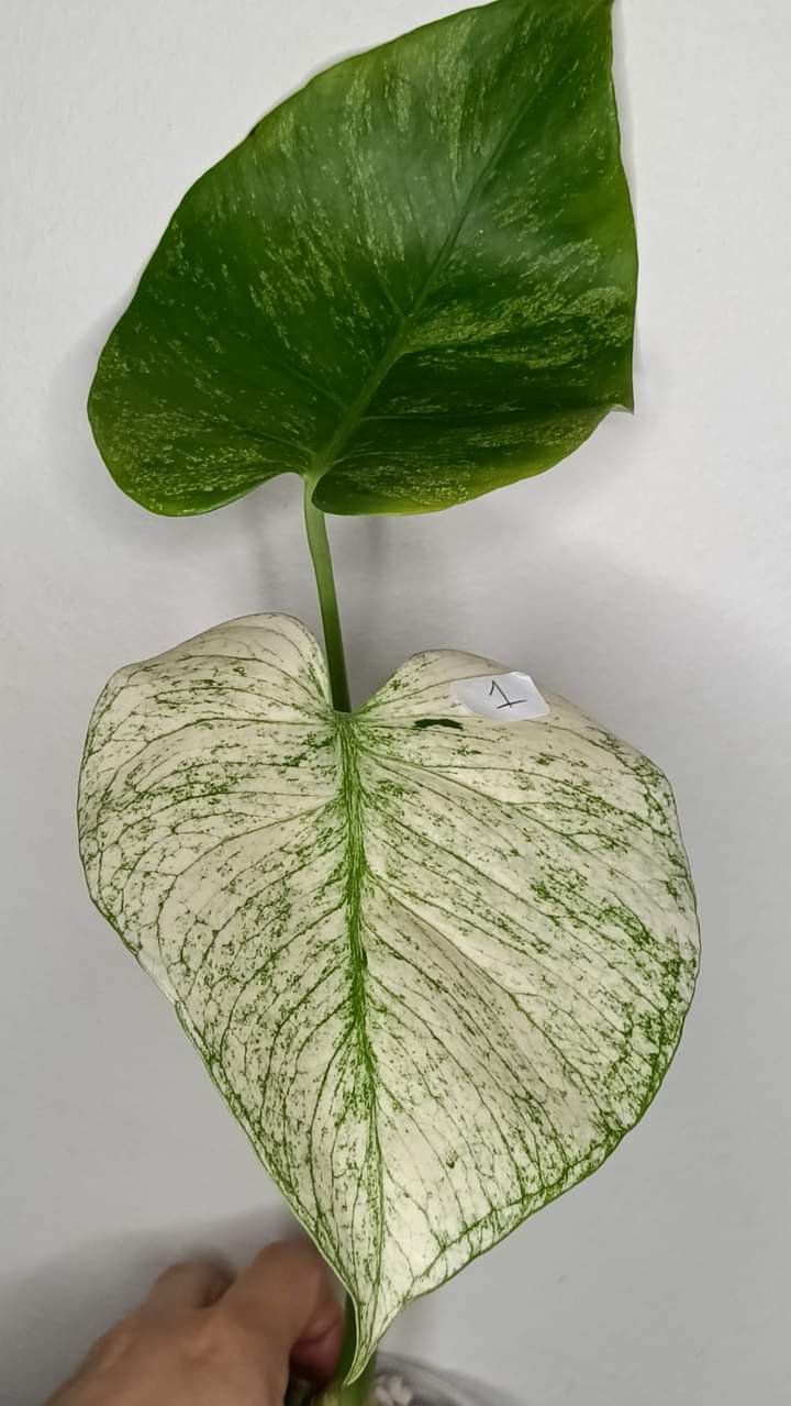 White monster #1 reserved for Rachel Wright