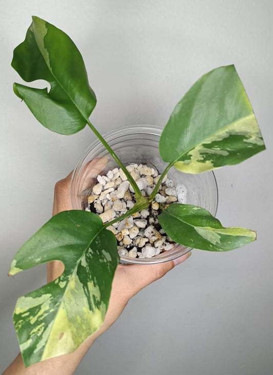 R. Tetrasperma Albo reserved for Deb Sturgeon