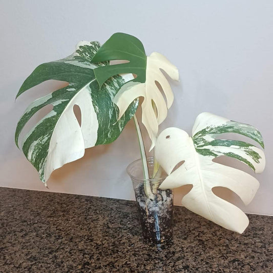Beautiful Monstera Albo Top Cut reserved for Kate Cheville Luz