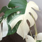 Beautiful Monstera Albo Top Cut reserved for Kate Cheville Luz
