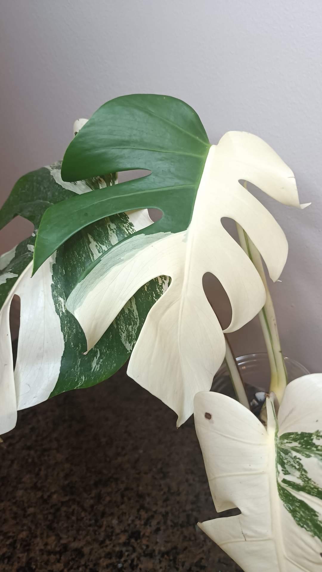Beautiful Monstera Albo Top Cut reserved for Kate Cheville Luz