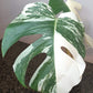 Beautiful Monstera Albo Top Cut reserved for Kate Cheville Luz