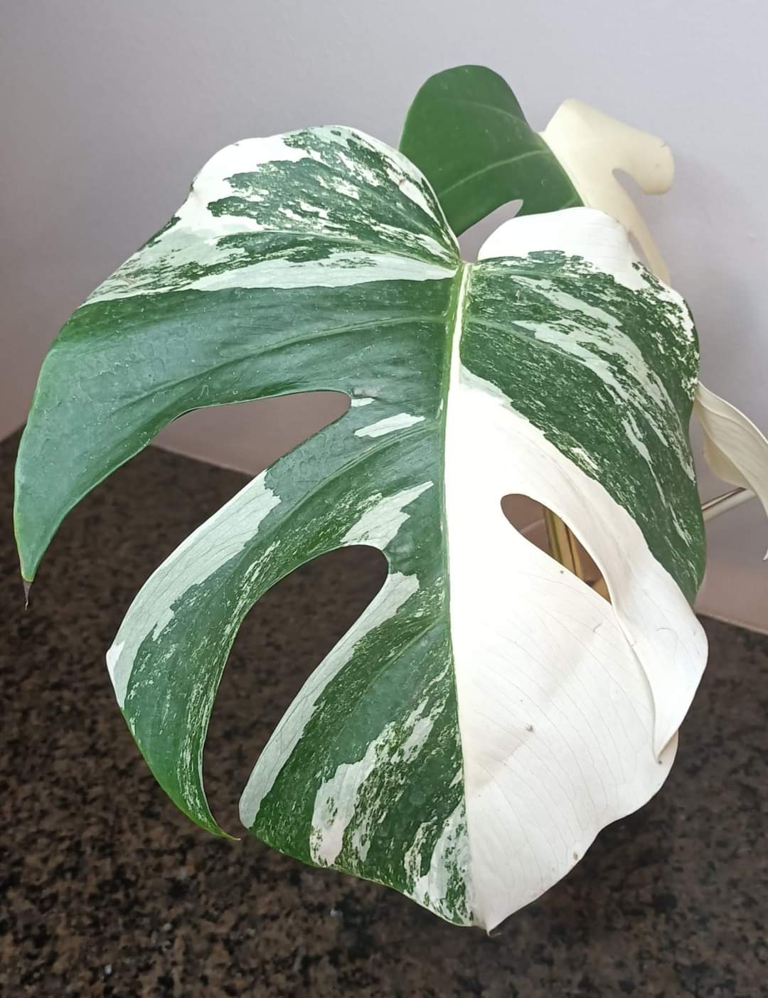 Beautiful Monstera Albo Top Cut reserved for Kate Cheville Luz