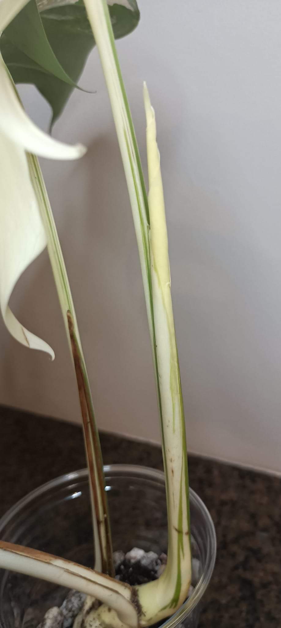 Beautiful Monstera Albo Top Cut reserved for Kate Cheville Luz
