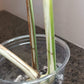 Beautiful Monstera Albo Top Cut reserved for Kate Cheville Luz