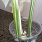 Beautiful Monstera Albo Top Cut reserved for Kate Cheville Luz