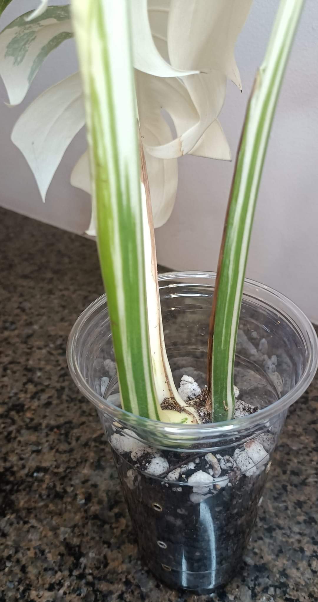 Beautiful Monstera Albo Top Cut reserved for Kate Cheville Luz