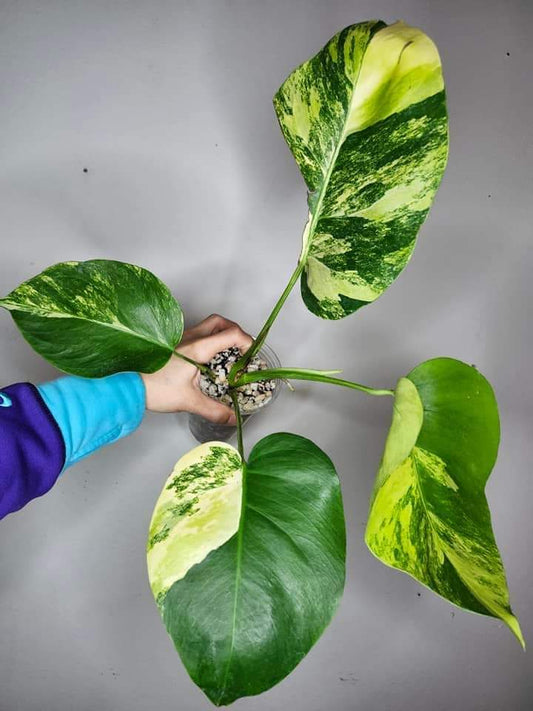 Monstera Aurea A6 reserved for Taylor Gilmore
