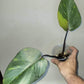 Orange princess #4 & Monstera Aurea reserved for Jennifer Haustveit
