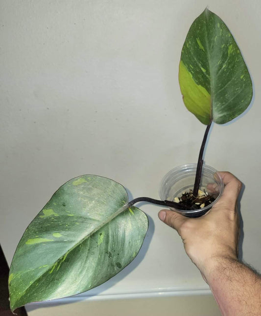 Orange princess #4 & Monstera Aurea reserved for Jennifer Haustveit