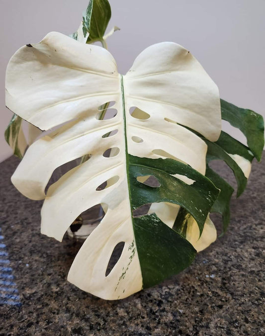 Monstera Albo Top Cut reserved for Choo Choo Marie