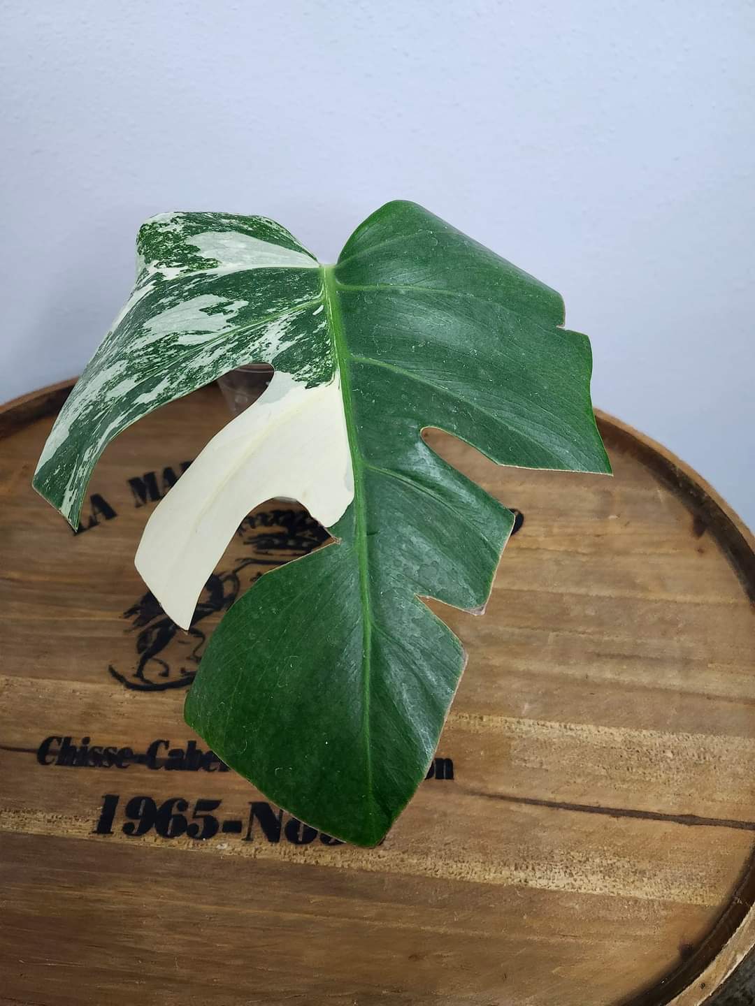 Two Albo Mid cuts, Strawberry Shake Bottom cut