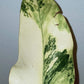 Monstera Albo,Philodendron Domesticum,Alocasia Amazonica Splash, Philodendron orange princess top cut,Strawberry Shake cutting, Adansonii Albo. Reserved for Kora Merrifield