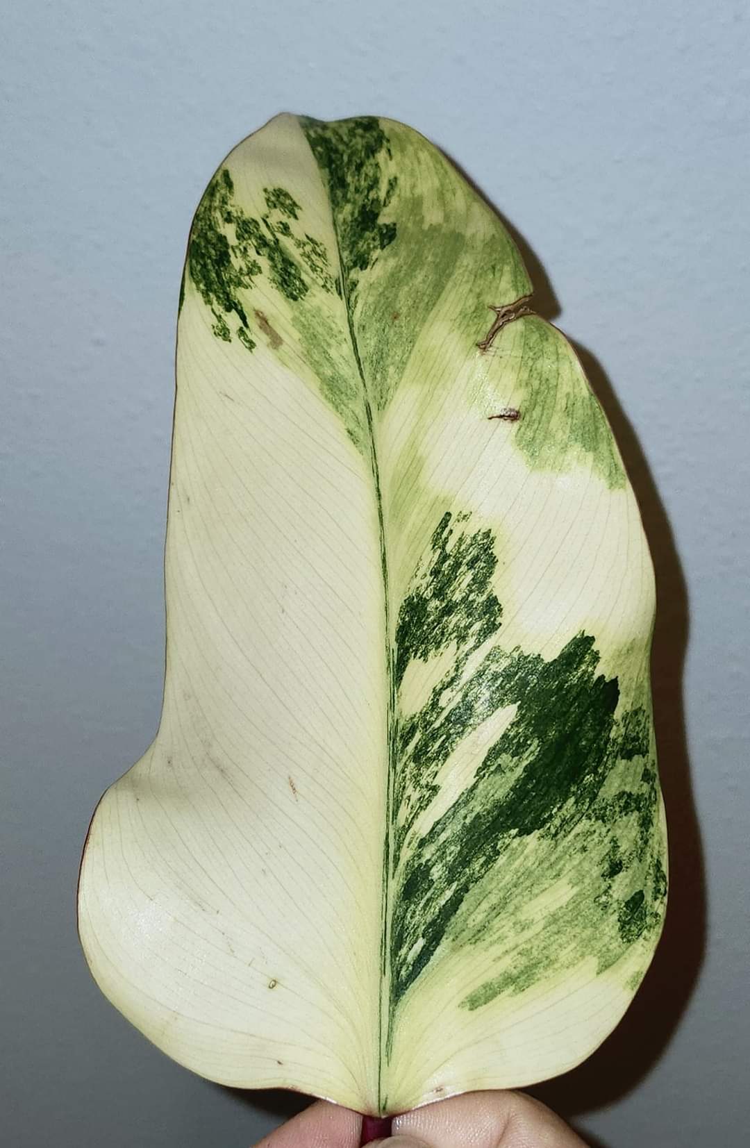 Monstera Albo,Philodendron Domesticum,Alocasia Amazonica Splash, Philodendron orange princess top cut,Strawberry Shake cutting, Adansonii Albo. Reserved for Kora Merrifield