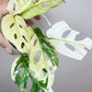 Monstera Albo,Philodendron Domesticum,Alocasia Amazonica Splash, Philodendron orange princess top cut,Strawberry Shake cutting, Adansonii Albo. Reserved for Kora Merrifield