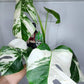 Monstera Albo #5, Monstera Albo #12 - Reserved Lina Fernandez