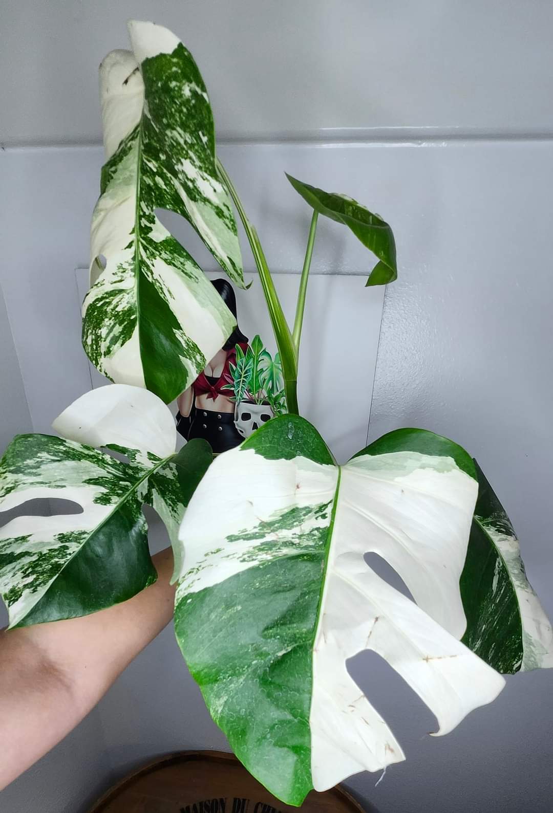 Monstera Albo #5, Monstera Albo #12 - Reserved Lina Fernandez