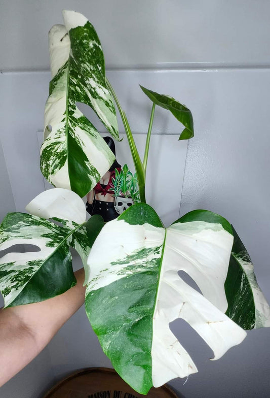 Monstera Albo #5, Monstera Albo #12 - Reserved Lina Fernandez