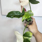 Golden Dragon + Whipple Way Mint- Reserved Chad Popour