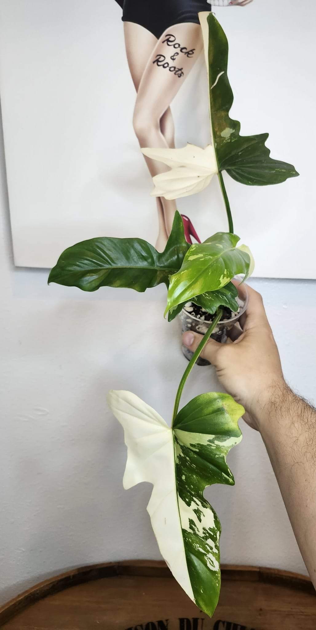 Golden Dragon + Whipple Way Mint- Reserved Chad Popour