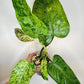 Golden Dragon + Whipple Way Mint- Reserved Chad Popour