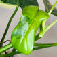 Big Philo Bipen var. Reserved for Regina Thomas