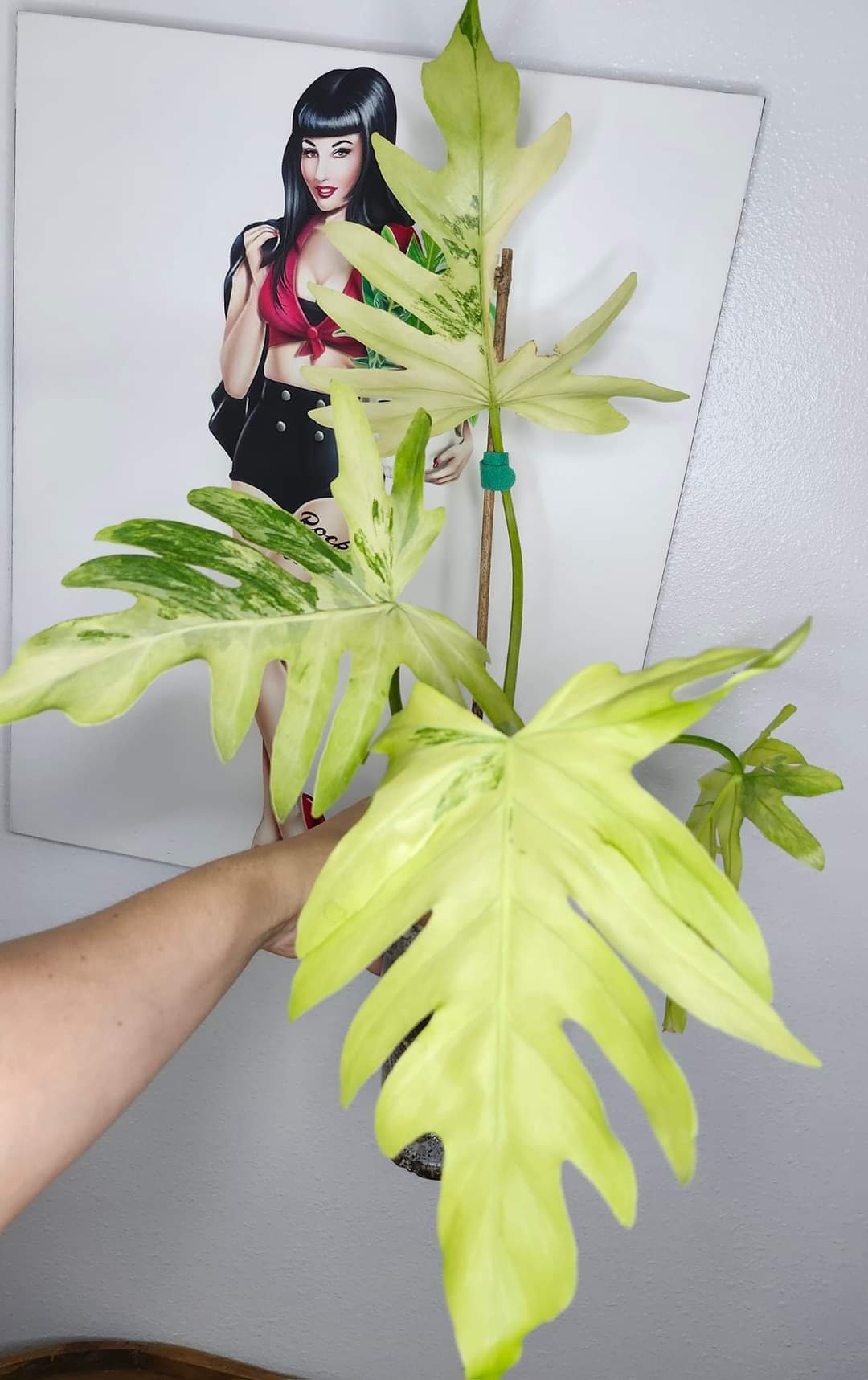 R3 Radiatum var. Reserved for Megan Masters Bilbrey