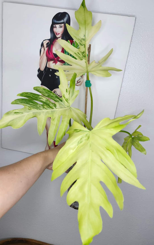 R3 Radiatum var. Reserved for Megan Masters Bilbrey