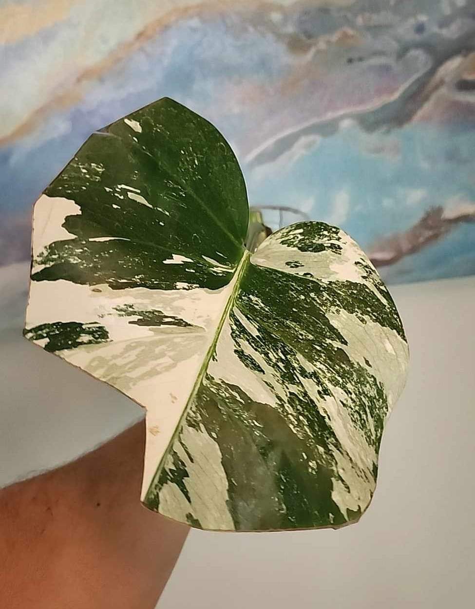 Monstera Albo Bottom cut B32 reserved for Macee Renee King Courville